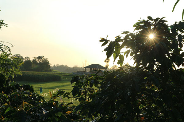 Rohdearni, Ambarisan, Sidamanik, Simalungun, Sumatera Utara, kopi ditanam bersama tanaman pangan seperti padi