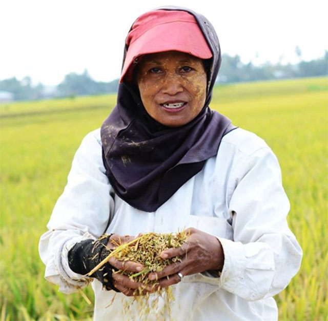 Petani SPI di Kabupaten Serdang Bedagai sedang panen padi, kemarin (23/01)